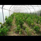 Es gibt viele Gewächshäuser mit Paprika